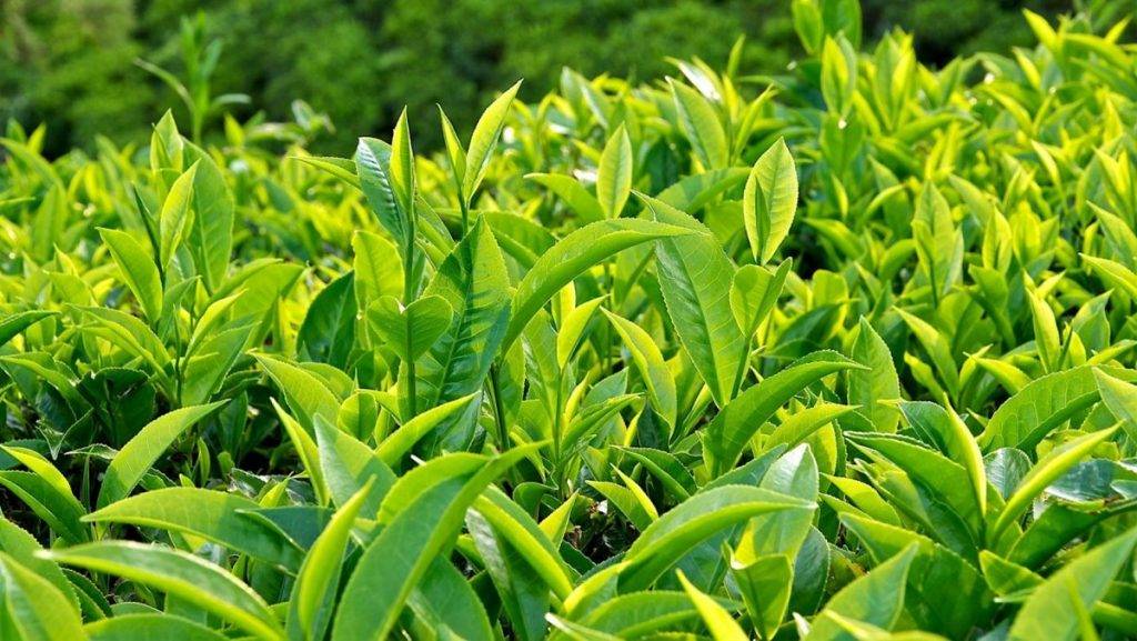 Cây trà còn có tên khoa học là Camellia sinensis