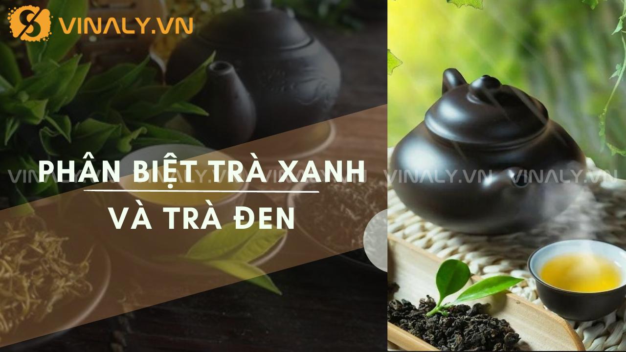 phân biệt trà xanh và trà đen